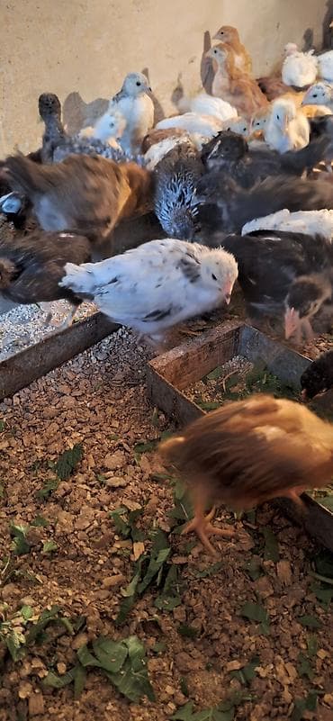 cins toyuqlar: Toyuq cücələri, Damazlıq, Pulsuz çatdırılma, Ödənişli çatdırılma — 7