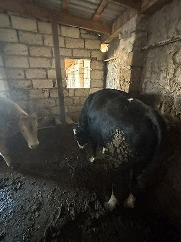 heyvan yemleri: Satışa iri buynuzlu heyvanlar - Cins: qarışıq ətlik (fotoşəkillərdə — 2