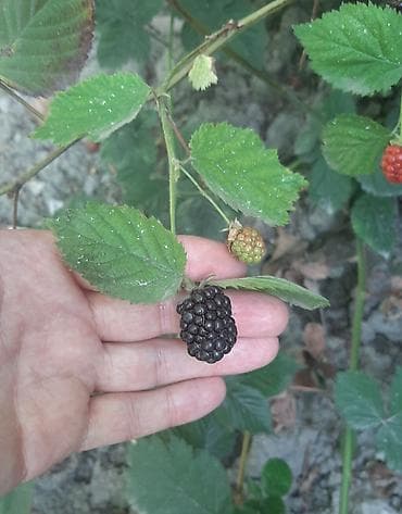 Ağaclar: Böyürtgən tinqləri satılır. Xarici sortdur iri böyürtgənləri olur — 3
