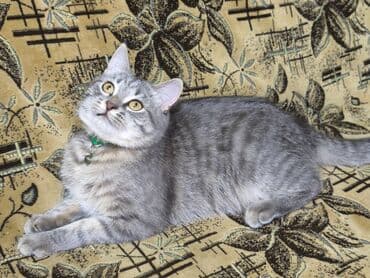 pişik latoku: Britan, Erkək — 3