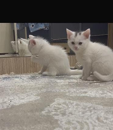 lalafo pisik: Britan, Erkək, Dişi, Yaxşı əllərə, Ünvandan götürmə — 4