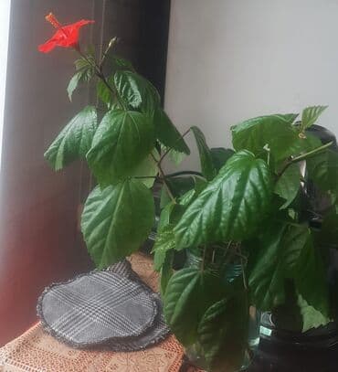 Bakinsky rose gulu Saksıda gənc dekorativ bitki fidanı 077 330 15 85