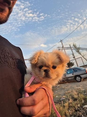it bazari 2019: Pekines, 5 ay, Dişi, Peyvəndli — 3