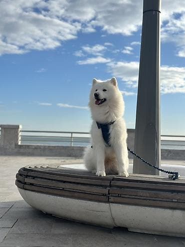 samoyed satisi: Samoyed, 1 il, Erkek, Cütləşmə üçün — 4