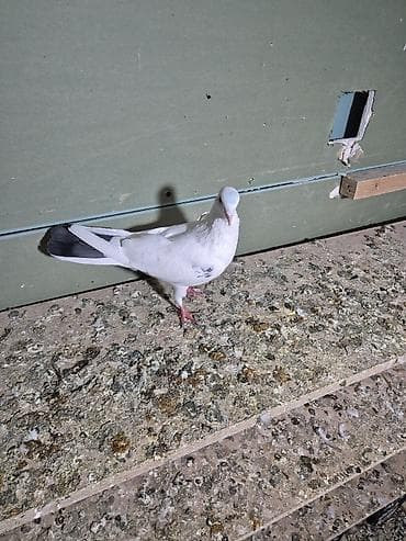 qumru quşu rusca: 1) Qara ağ baş desdə ağ quyruğlar 1 erkəy 1 maya erkəy Masazırda maya — 3