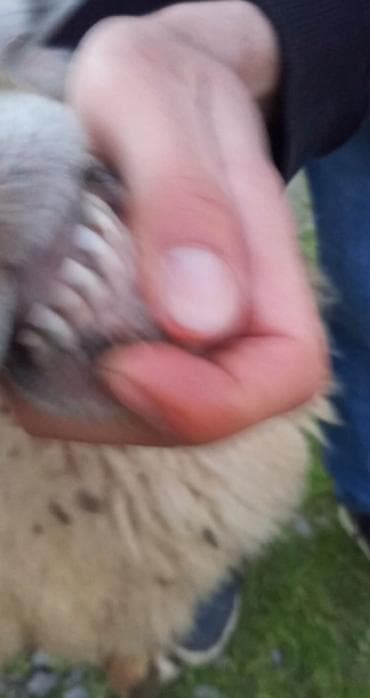 mal qara satisi: Dişi, il: 4, 100 kq, Damazlıq, Ünvandan götürmə, Ödənişli çatdırılma — 2