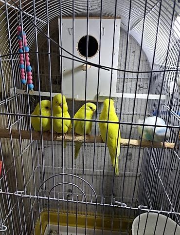qəfəs: Məhsul: Sarı rəngli dalğalı papuqay cütü və tam avadanlıqlı qəfəs — 7