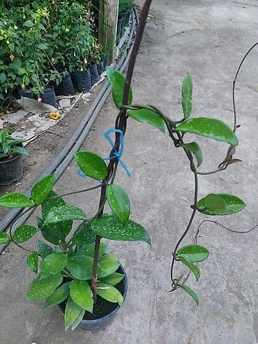 diffenbaxiya bitkisi: Hoya carnosa – saksıda sarmaşıq ev bitkisi - Bitki tipi: Hoya carnosa — 1