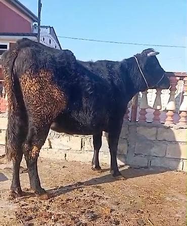 pişik balası satılır: Salam dostar bele bir duye satiram 3cu qarina doğacay 1 ayi qalir — 1