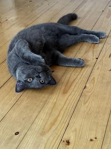 pişik sahiblendirmek: Erkək — 1