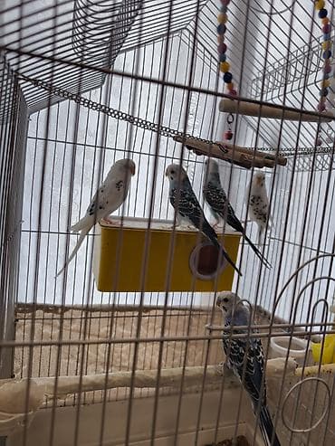 kənd təsərrüfatı heyvanları: Məhəbbət quşları satilir 1-i 10 manat unavan
Naxçıvan — 3