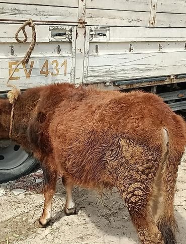 mal bazarı: Dana, buzov — 2