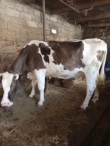 Süd istiqamətli inək - Rəng: ağ-qonur ala, başı ağ, buynuzlu - Bədən