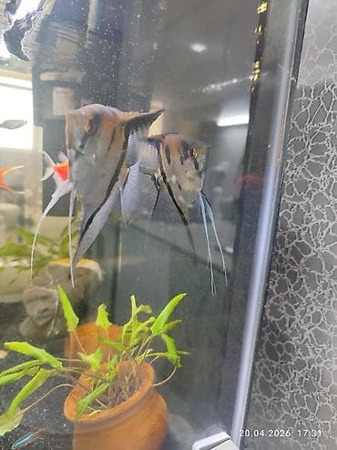 akvarium baki: Dördbucaq akvarium, Balıqlarla birlikdə, 77 l, Ünvandan götürmə — 2