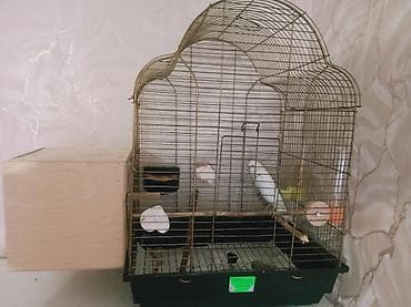 Quşlar: 📍Endirim olunacaq📍 Hazır Təmiz qan lutino çexlər.Qəfəs qarışıq — 1