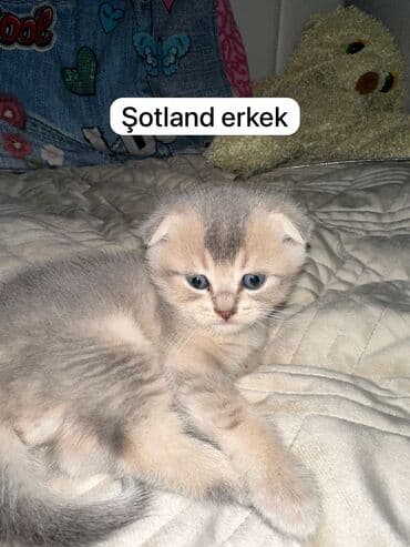 pisiklere qurd dermani nece verilir: Şinşilla, Dişi — 4