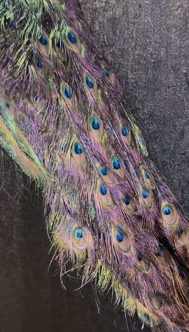 İdman və istirahət: Qus maketi maket чучело Taxidermi taxidermy Tovuz qusu tovuzquwu — 3