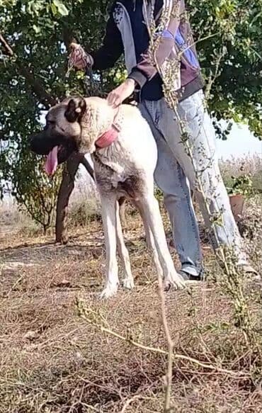 canavara oxsayan it: Kanqal, 1 il, Erkek, Ünvandan götürmə — 3