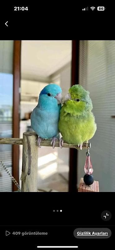 tut quşu: Forpus papuqayı satılır hazır cütdü 3 dəfə bala alınıb yenidən — 2