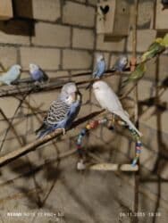 большая клетка для морской свинки: Dalmatin və müxtəlif rəng mutasiyalı dalğıç (büdcərigar) nimçələri - — 9