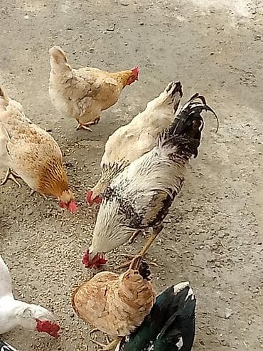 Куры: Xoruz satılır – kənd təsərrüfatı və təsərrüf qarışıqları vuraqan — 5