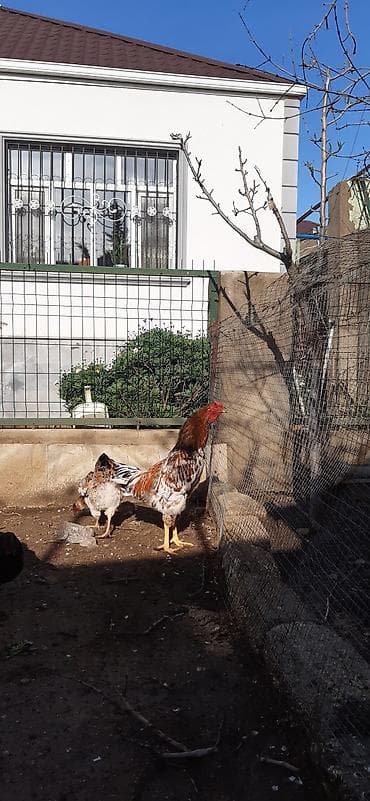 xoruz gence: Salam, ozum boyutduyum tam saglam heyvanlardi xoruz satilir 9 — 2