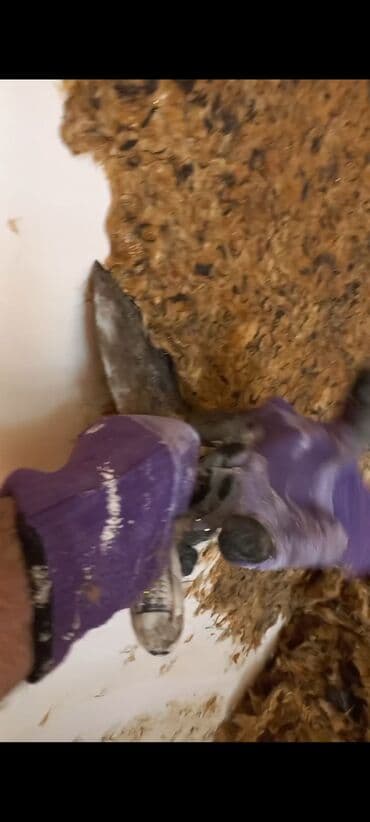 demir seyf qapi: Emulsiya/Boya işləri – divar və tavanların rənglənməsi Xidmətlər: - — 6