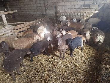 cins at: Məhsul: Qoyun sürüsü Təsvir: - Tövlədə saxlanılan, müxtəlif rəng və — 2