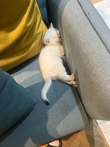 qax heyvan: Британская — 3