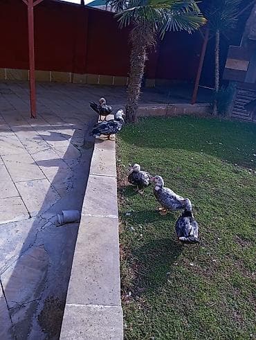 Satılır: Misk ördəkləri (indoutka) - Növ: Misk (hind) ördəyi -