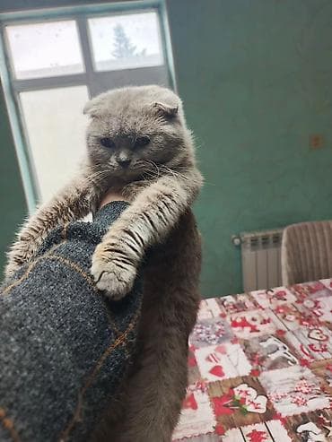 bala pişiylər: Şotland, Dişi, Yaxşı əllərə, Ünvandan götürmə, Ödənişli çatdırılma — 2