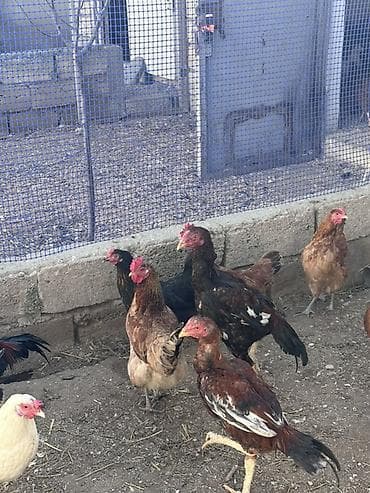 Heyvanlar üçün mallar: Xoruz, il: <1 — 9