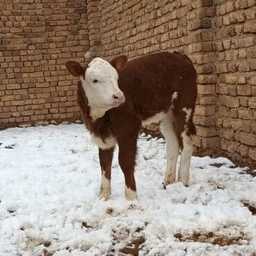 Hereford tipli buzov - Rəng: qəhvəyi-ağ (ağ baş, ağ pəncələr və qarın