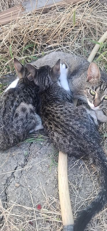 ucuz pisik satisi: Tabbi, Yaxşı əllərə — 3