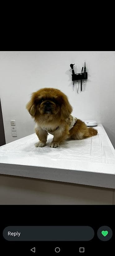 cütleşdirme: Pekines, 2 il, Erkek — 1