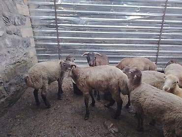 yem satisi: Salam təmiz Qurbanlıq 8 - 9 - aylıq ərkək quzulardır diri çəki satılır — 1