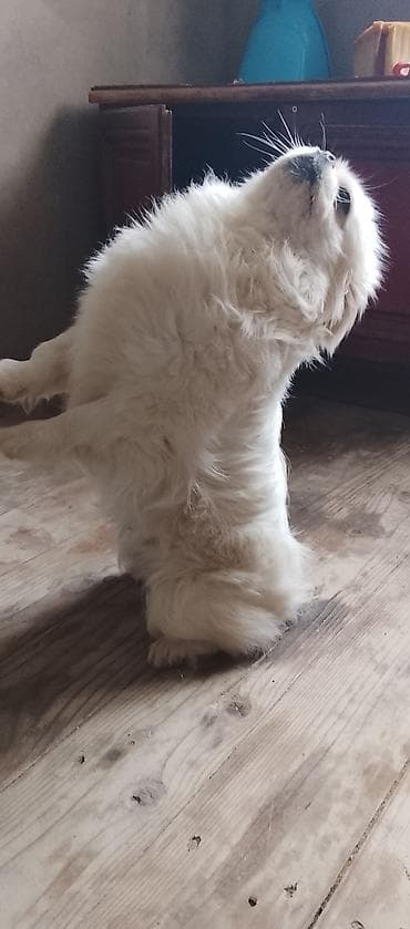 ev heyvan: Pekines, 1 il, Erkek, Ünvandan götürmə — 2