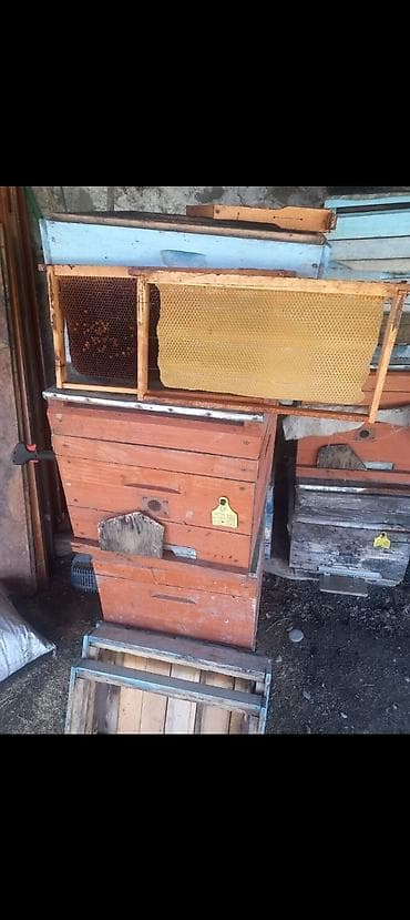 heyvan at: Arıçılıq üçün taxta arı yeşikləri və çərçivələr - Material: qalın — 2