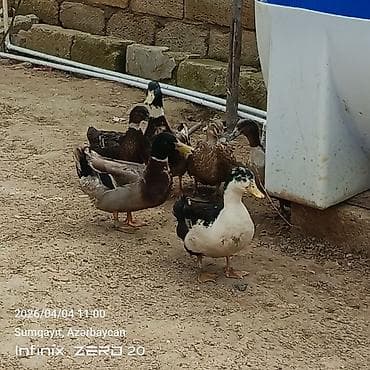 zvanok it satilir: 16 dənə say seçmə ördəklərdi şəkillərindən görunur hamsını alana — 10