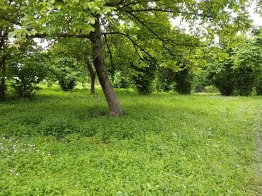 1 комнатная квартира студия: 30 sot, Barter mümkündür, Kupça (Çıxarış) — 5