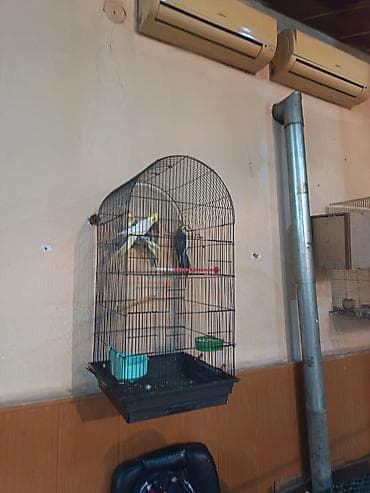 Nimçəsən (Cockatiel) quşları və qəfəs komplekti - Növ: Nimçəsən
