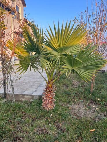 bağlama: Məhsul: Bağ üçün dekorativ palma ağacı (fan formalı yarpaqlı — 3