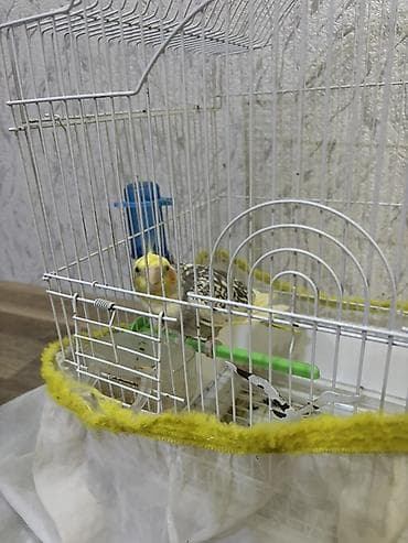 star quşu: Növ: Nimfa (Cockatiel) tutuquşusu Razilaşmayla Qefes quş bir yerde — 2