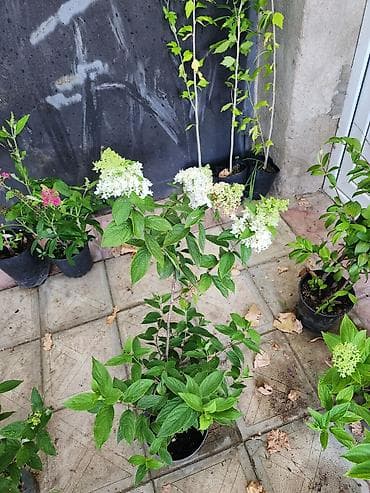 çöl sarmaşığı: Ağ çiçəkləri olan panikulyar hortensiya (Hydrangea paniculata) – — 1