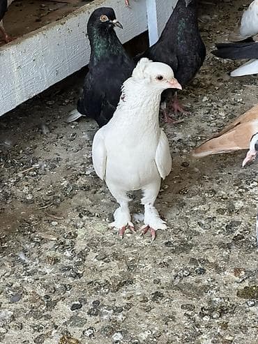 ucuz quşlar: Salam tergizme quwlardi oz quwlarmdi pul Lazm olduqu ucun satram her — 10