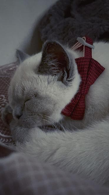 sibir xaskisi iti: Britan, Dişi, Yaxşı əllərə, Ödənişli çatdırılma — 2