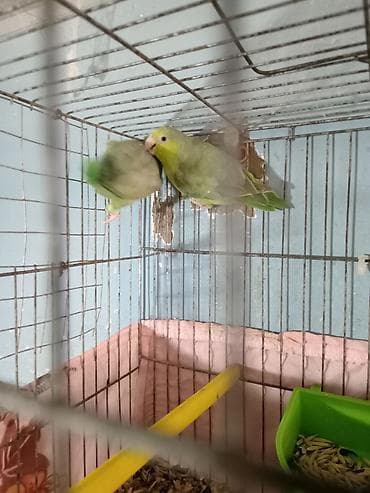 sevgi qusu: Nerazluçnik ərkey dişi tam sağlam vatsap 055 840 28 10 unvan Yeni — 4