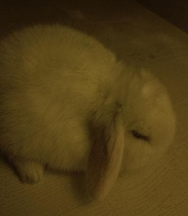 Птицы: 2 denədir deyə satıram 2 sinə birlikdə baxa bilmirəm hər şeyi — 5