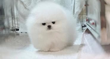 Quşlar: Şpitz, 2 ay, Sənədli — 1