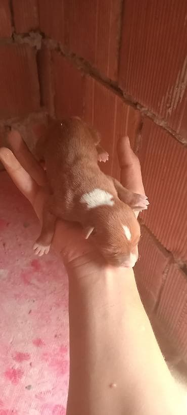 pudel dişi: Pitbul — 3